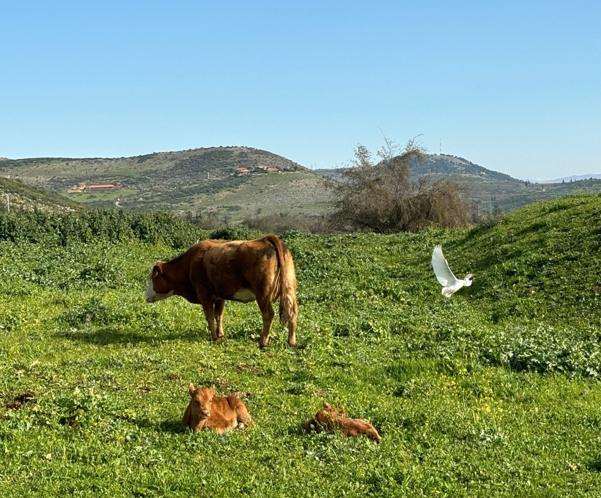 תמונה של פרות על ההר
